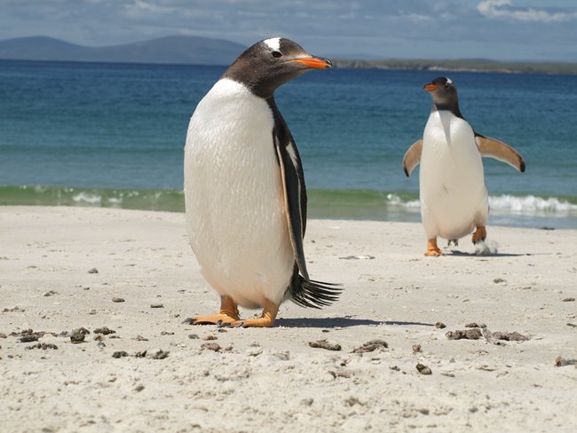 ../../Pictures/241209/099 Gentoo.JPG